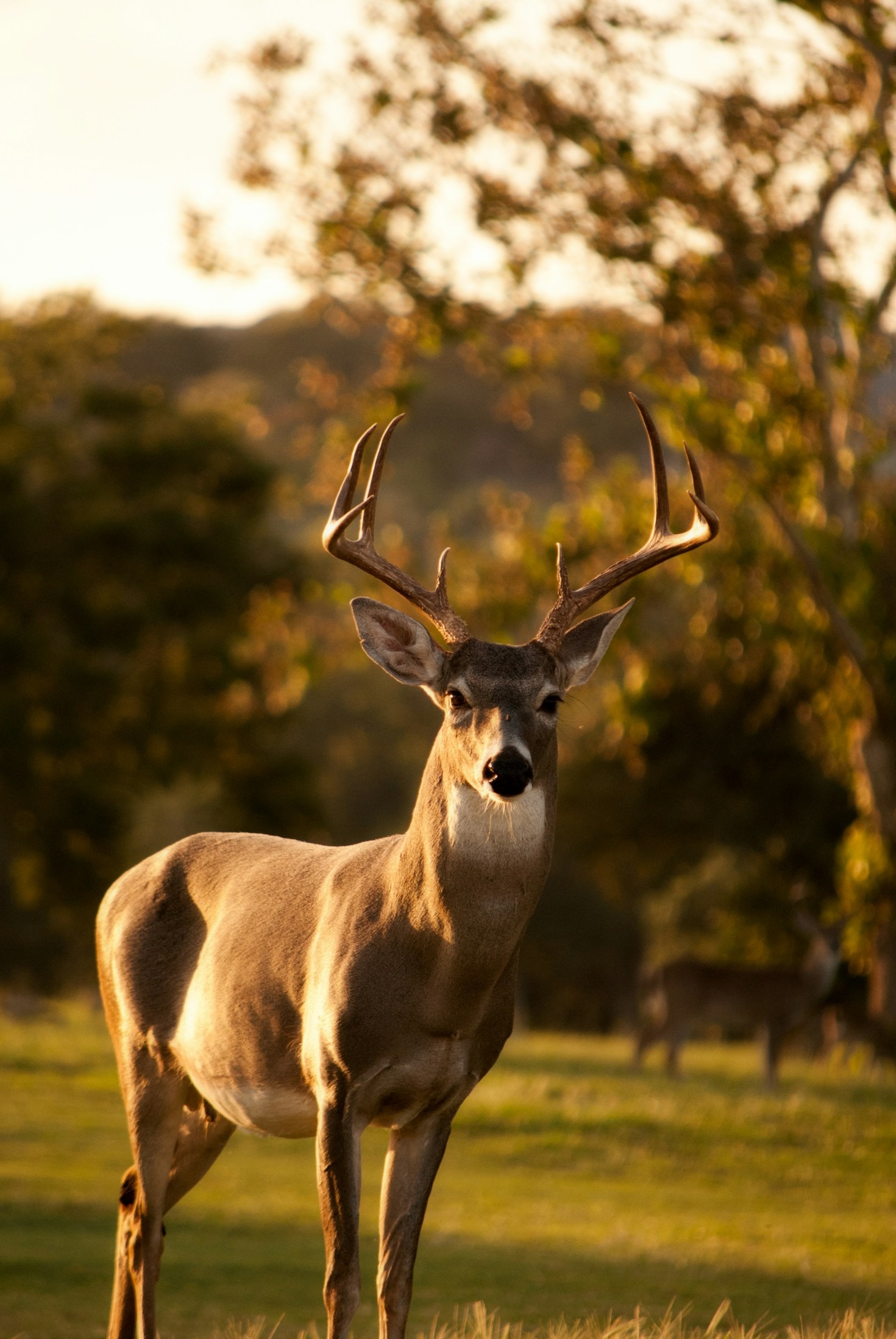 Essential Gear for Wildlife and Street Photographers