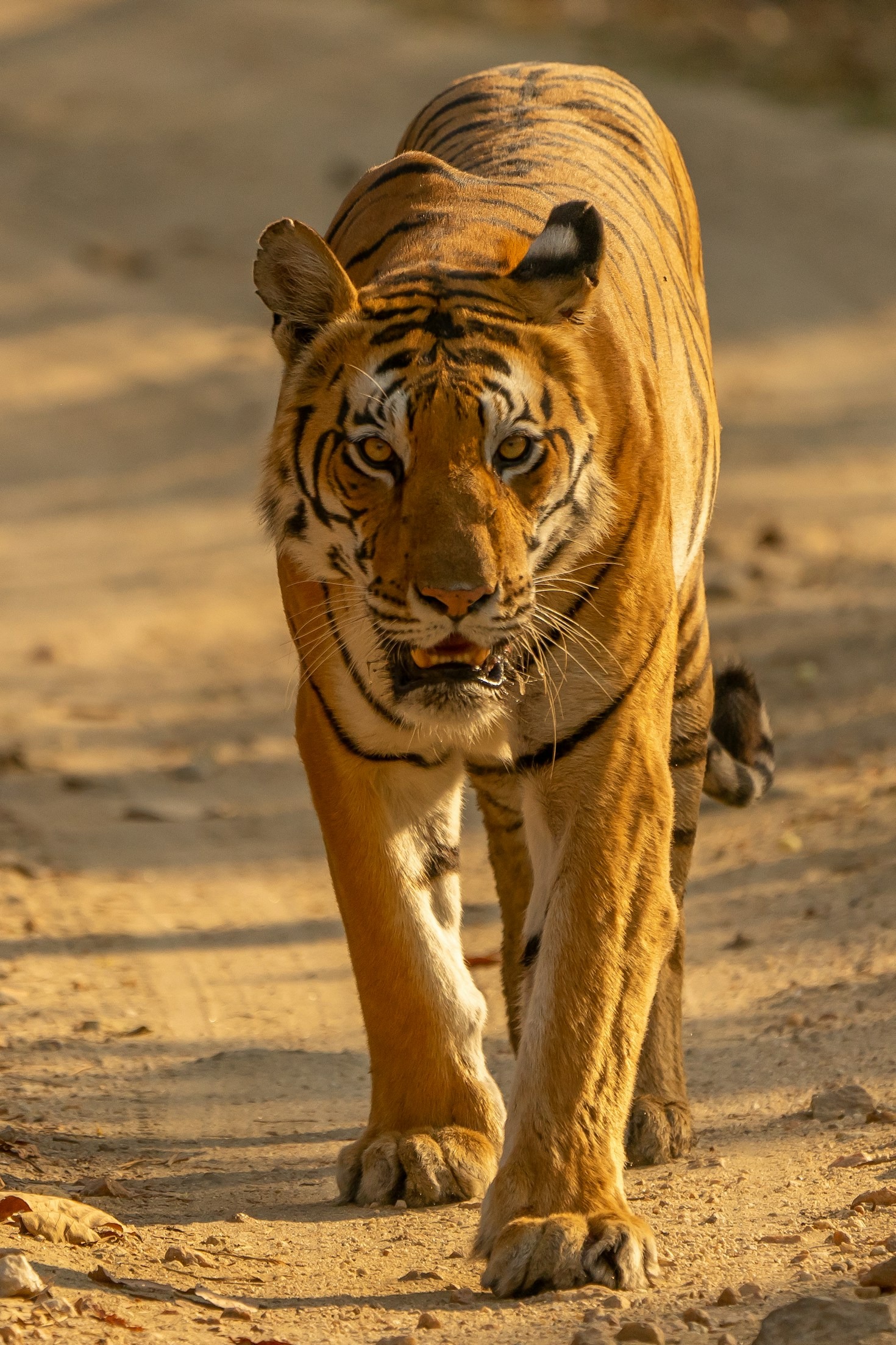 Challenges and Rewards of Shooting Wildlife and Cityscapes