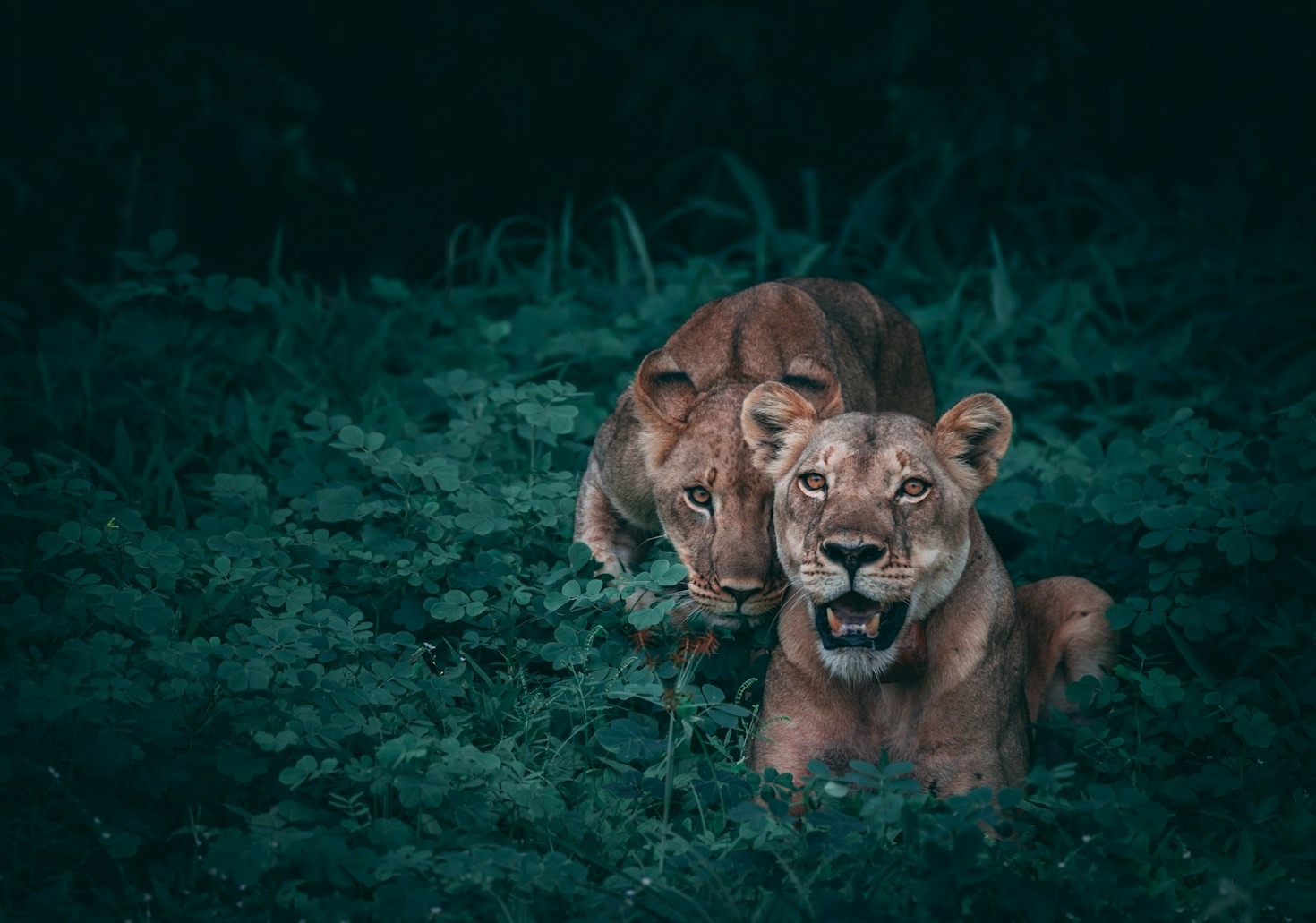 Inspiration from Iconic Wildlife and Street Photographers